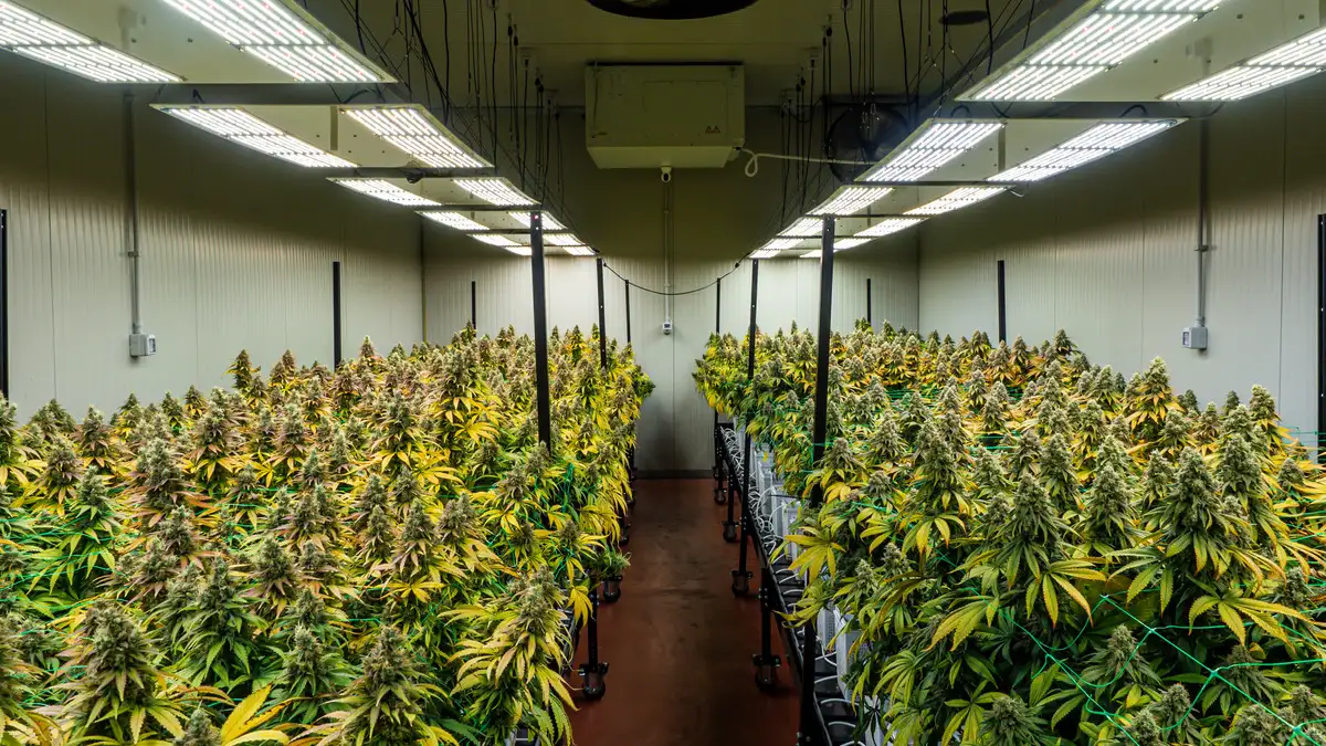 Growing Cannabis inside (3)