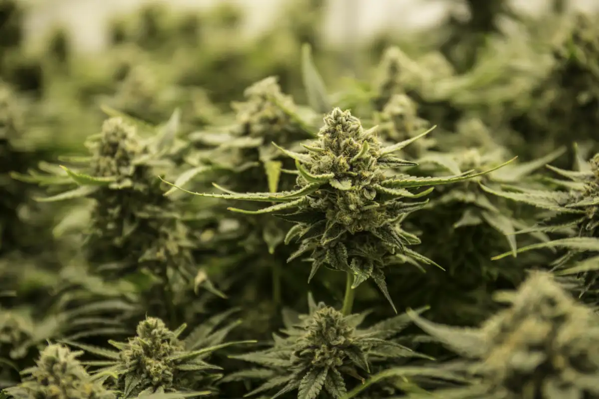 Growing Large Cannabis Marijuana Bud