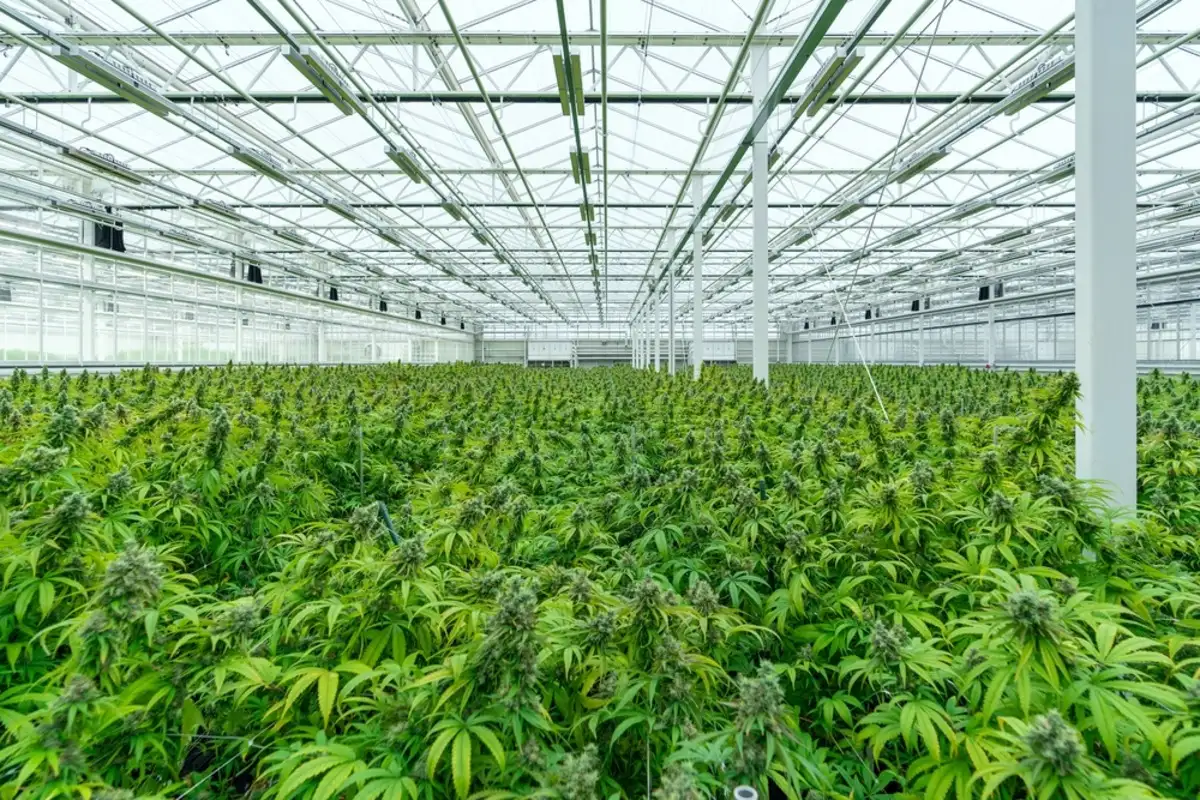 Growing cannabis inside