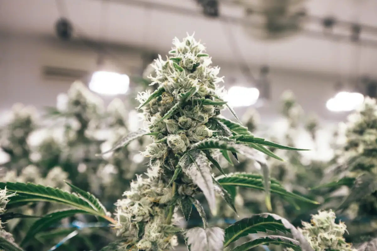 Indoor Cannabis