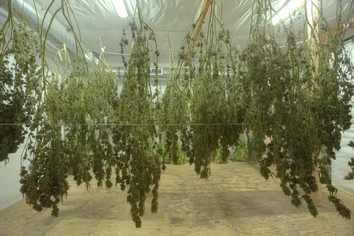Large marijuana plants harvested