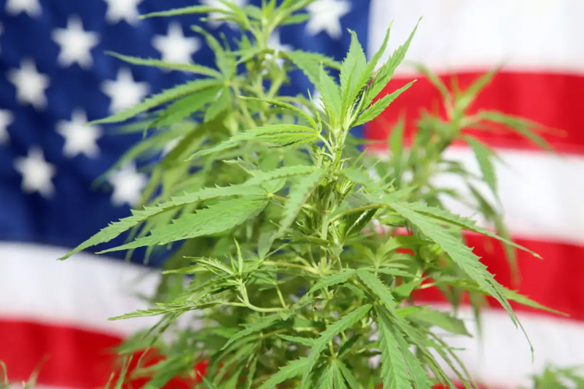 Legal Marijuana Plant with American Flag background