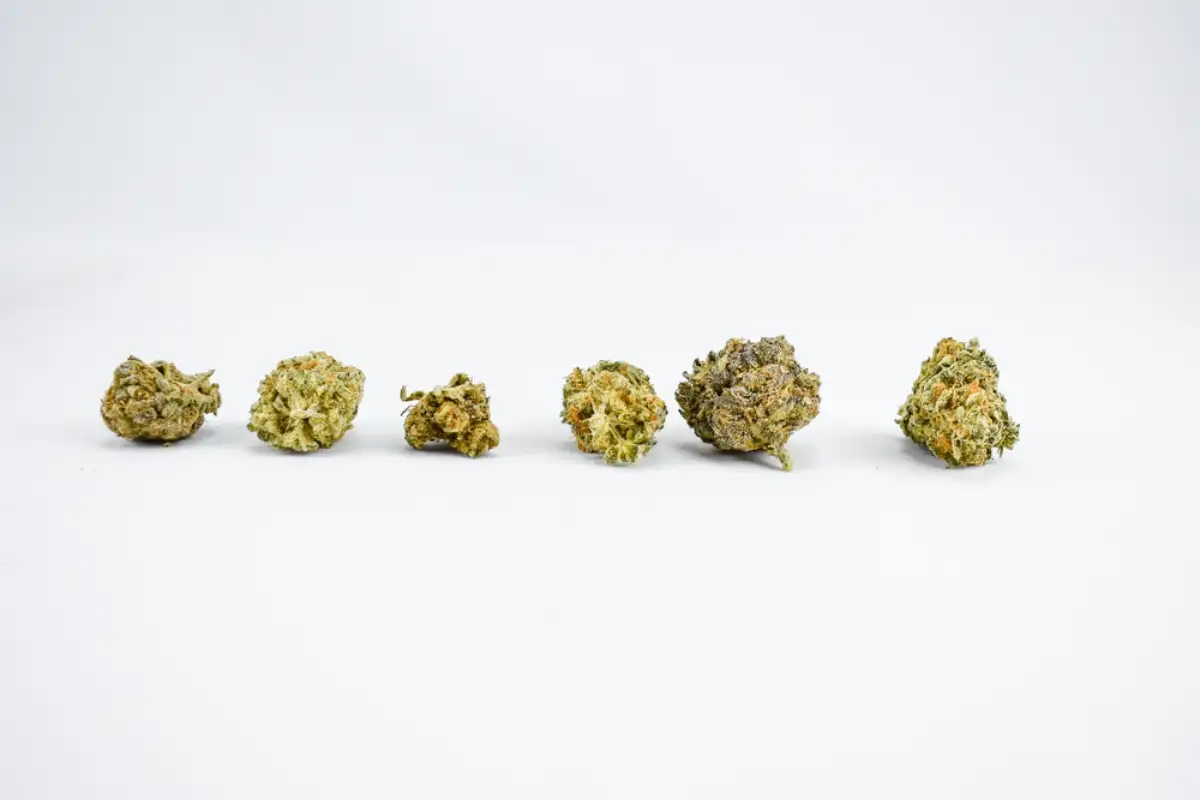 Marijuana Cannabis Plant with Accessories for Medical and Recreational Use