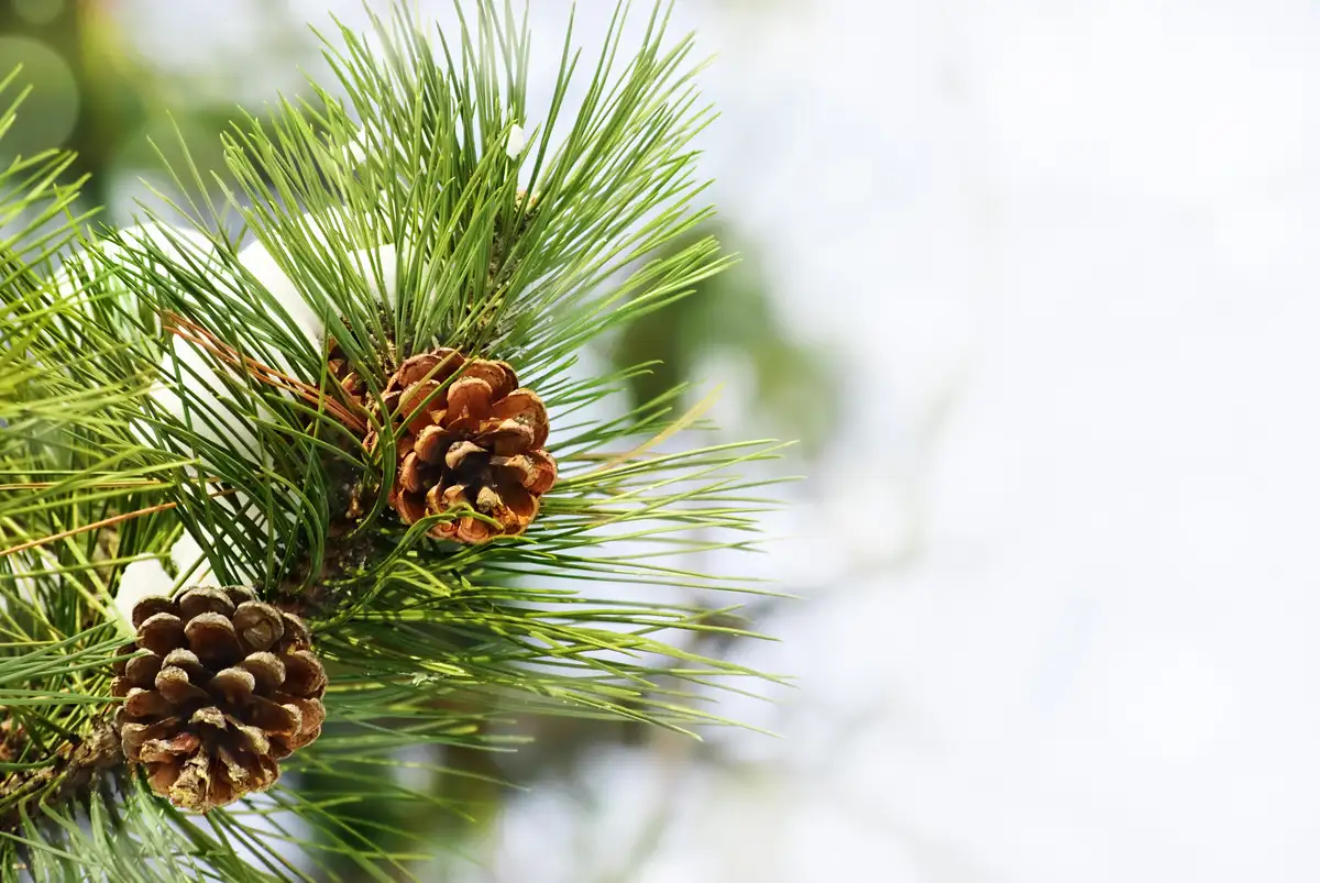 Pine Tree branch