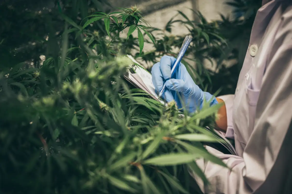 Scientist checking organic hemp wild plants in a cannabis weed commercial greenhouse
