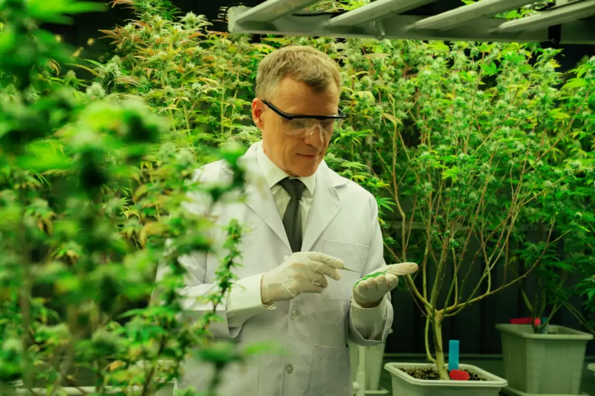 Scientists researching cannabis hemp and marijuana plants in gratifying indoor curative cannabis plants farm