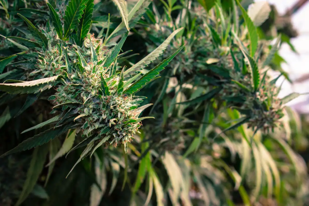 The Infamous Kosher Kush California Medical Marijuana