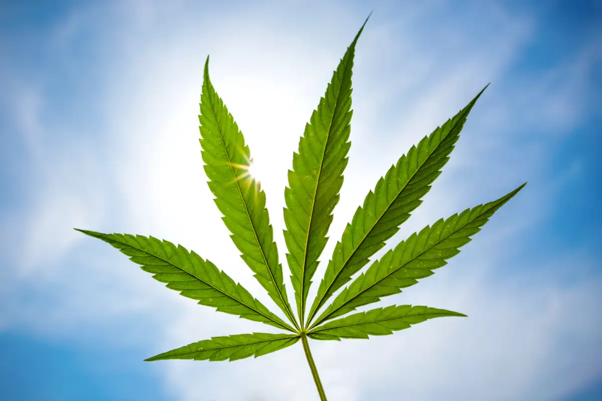 Weed Marijuana