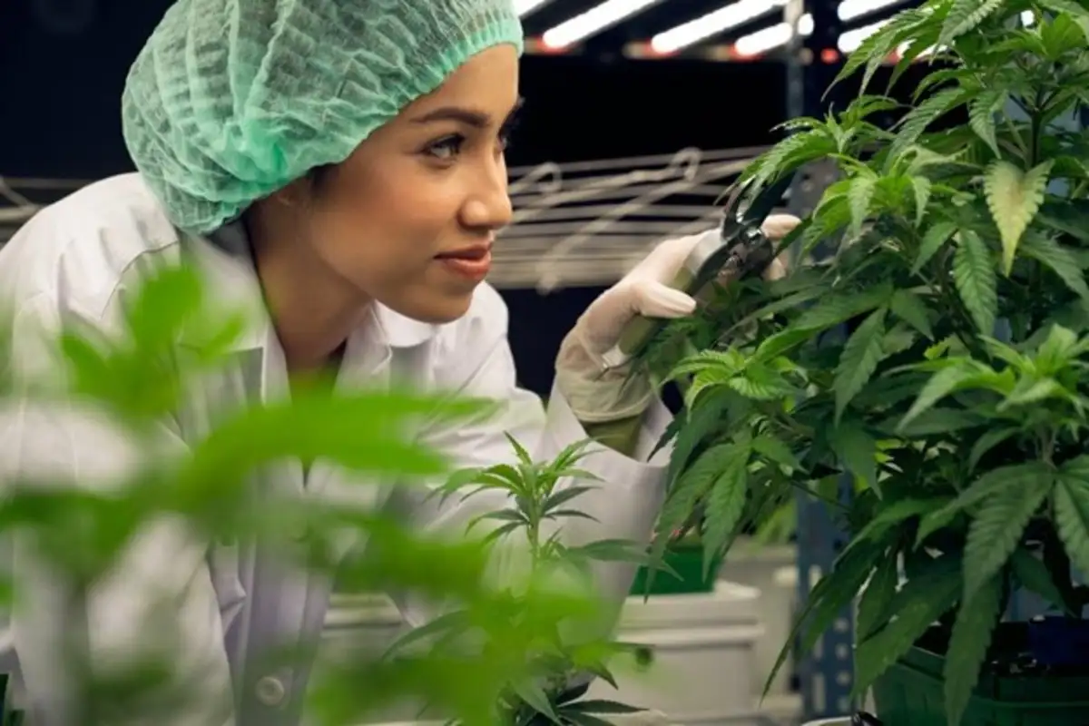 Woman checking on cannabis plant