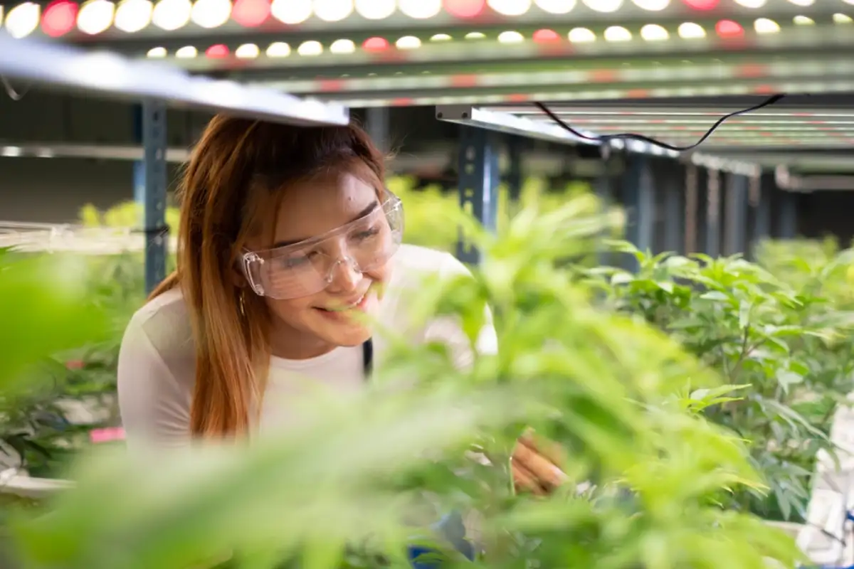 Woman taking care of cannabis