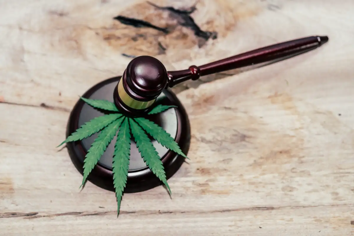 marijuana leaves and judging mallets
