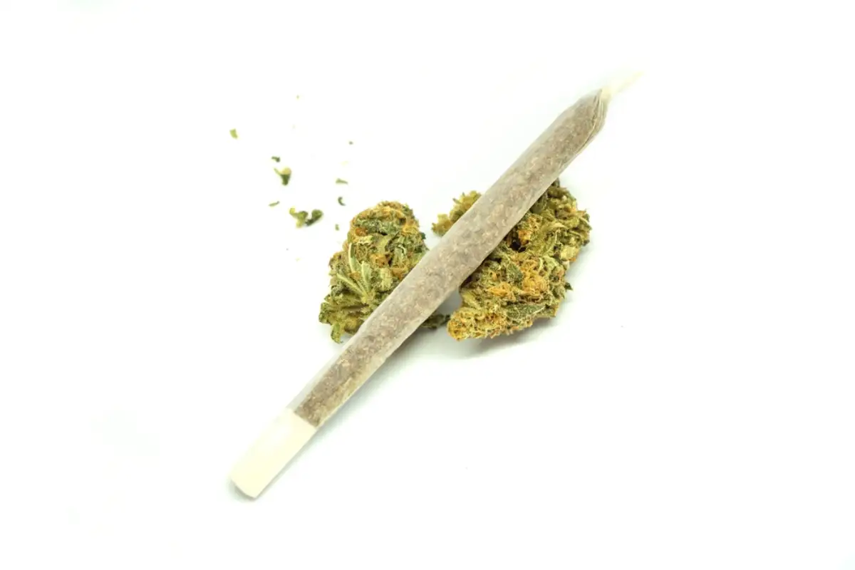 Big joint of marihuana and some cannabis buds isolated on white background