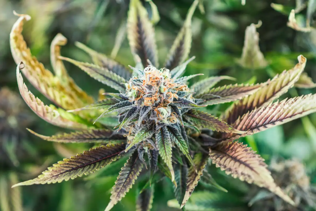 Cannabis plant budding with orange hairs and crystals
