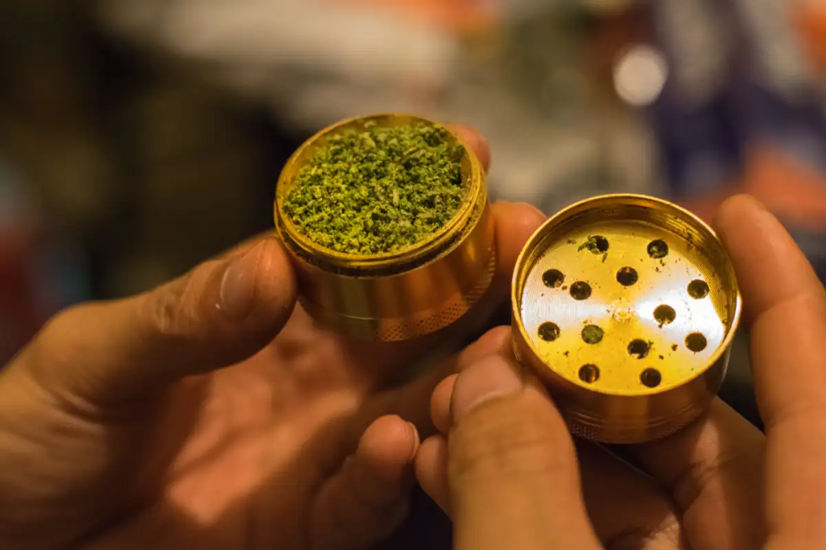 Hands are holding the gold metal grinder with cut green marijuana buds.