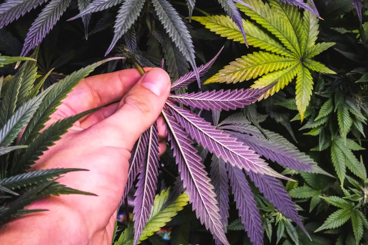 Purple Cannabis Leaf from below