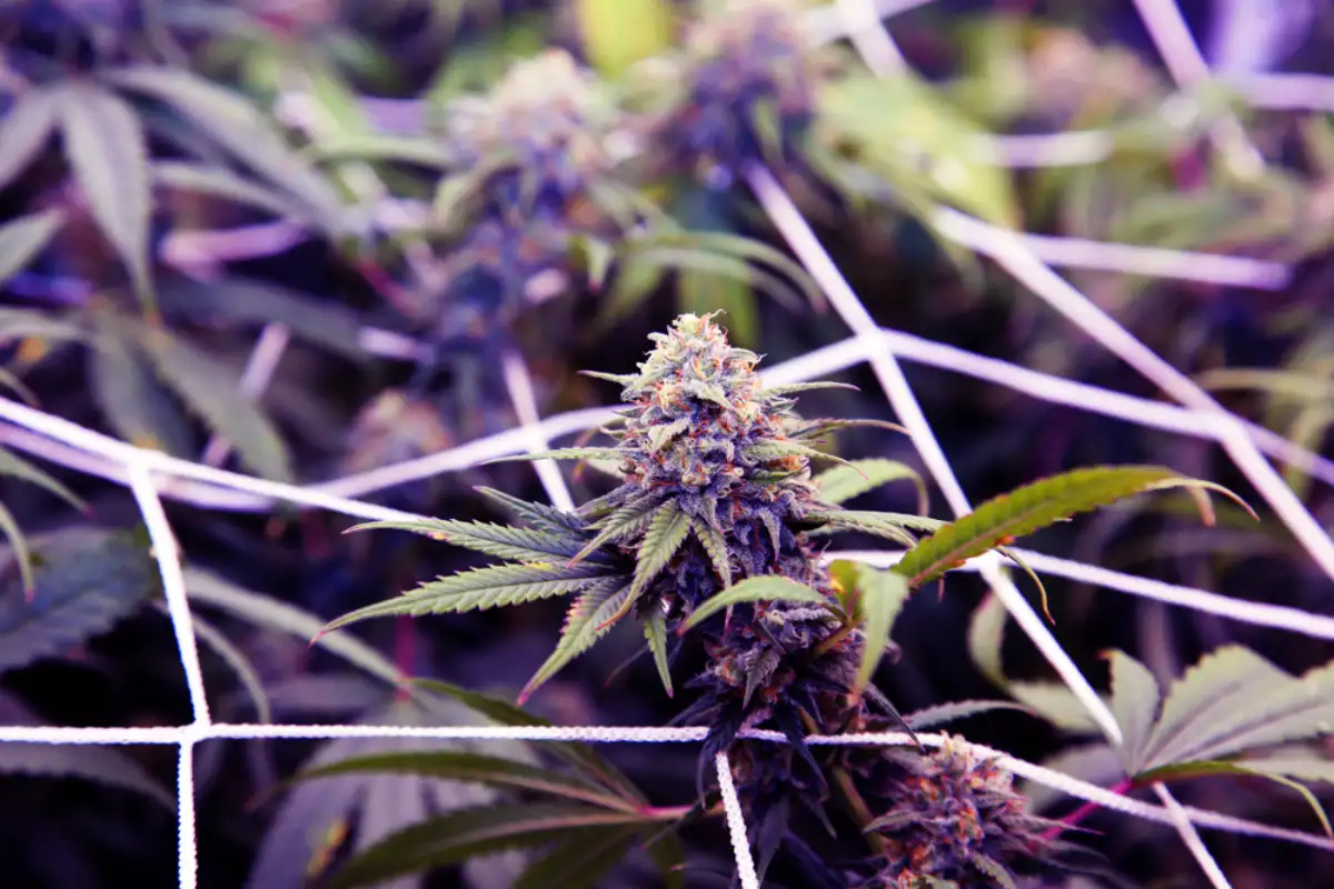 Purple Haze variety of Marijuana Plant