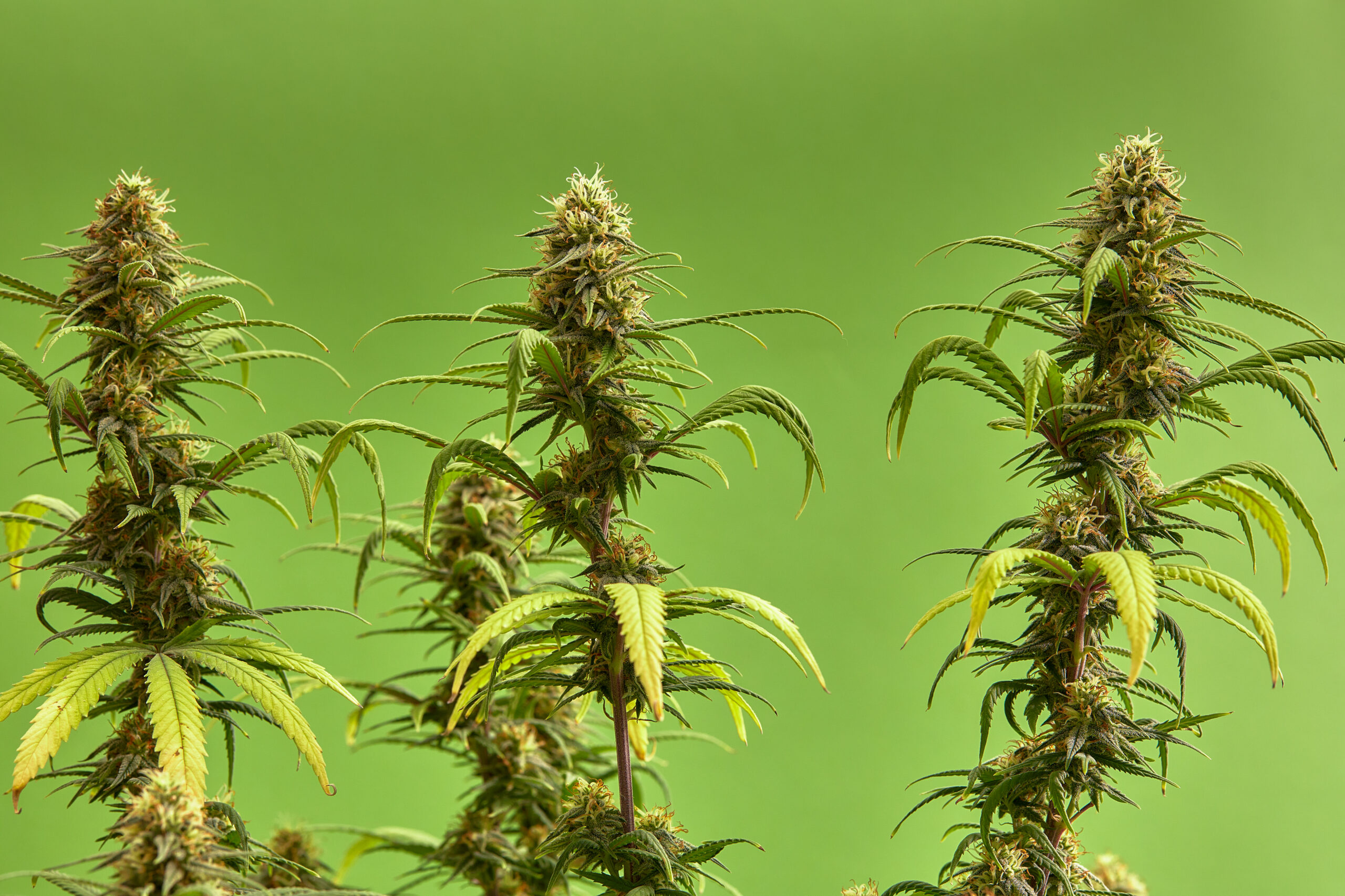 What are Cannabinoids & How Do They Work?