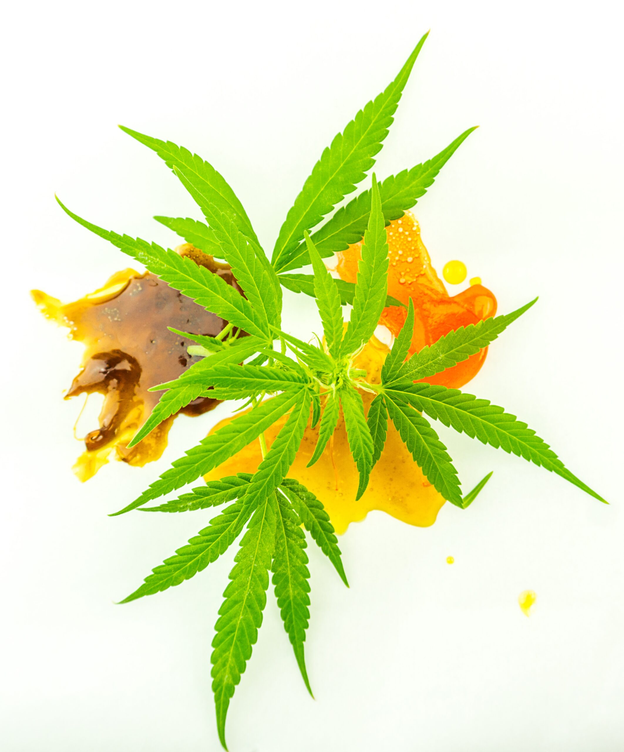 various cannabis cbd and thc shatter rosin extract 2023 11 27 05 10 18 utc