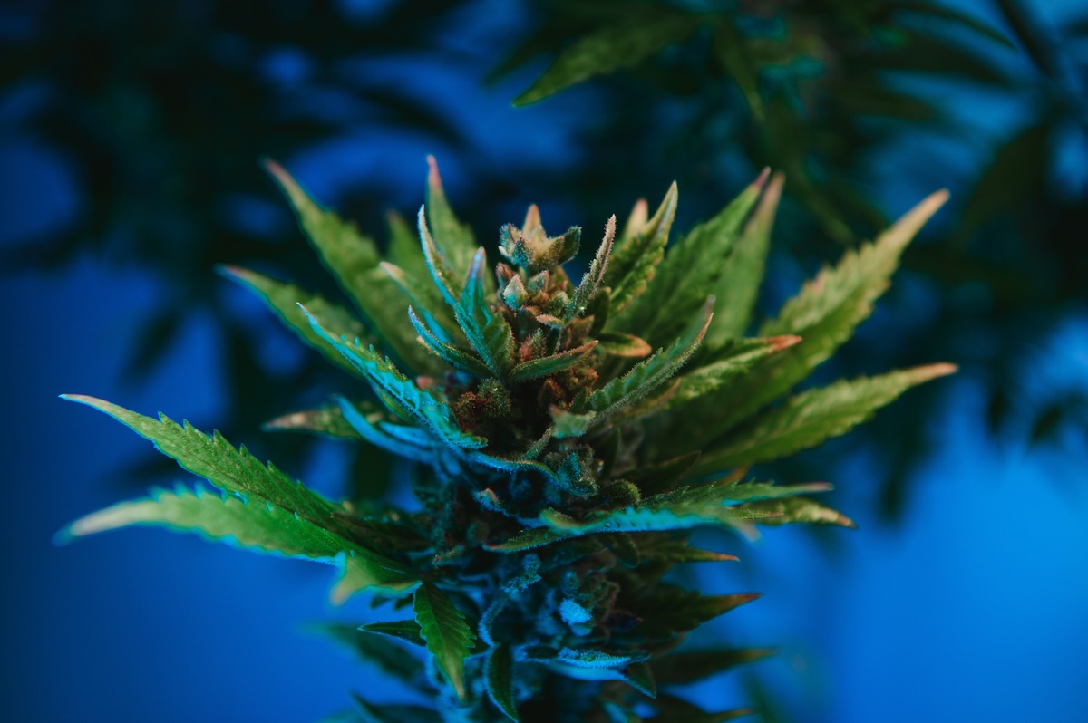 Reasons Why Sativa Varieties Bring Energy, Creativity, Focus & More