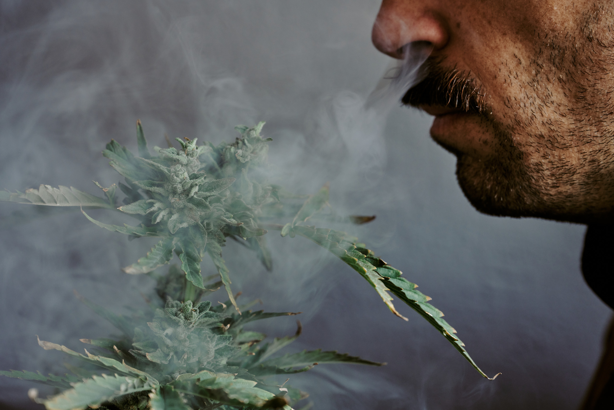 Inhaling Cannabis: Unraveling the Distinctions Between Smoking and Vaping