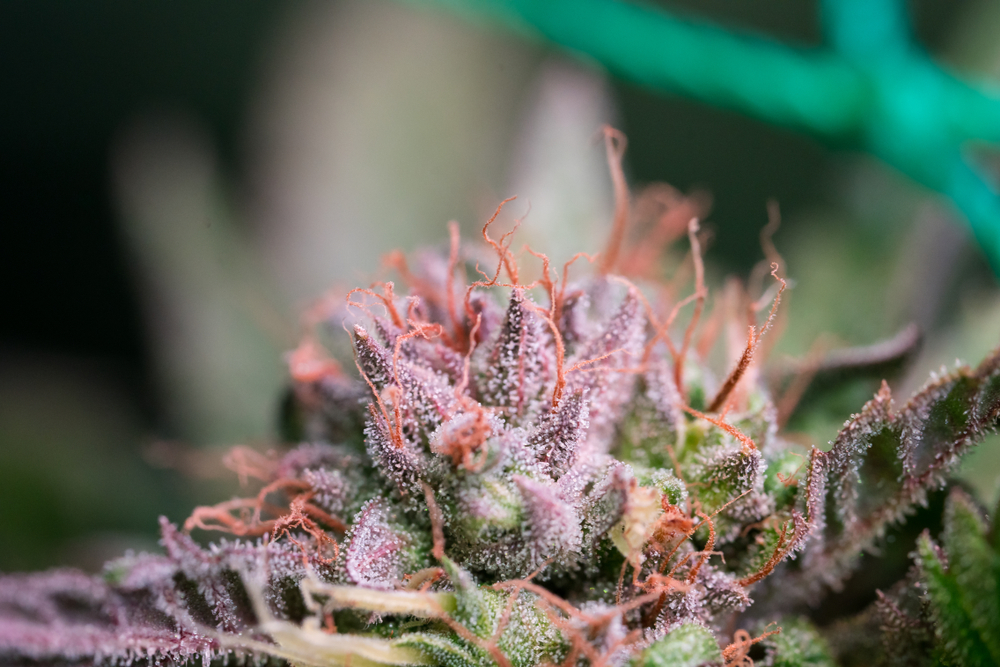 What Is Cannabis Flower?