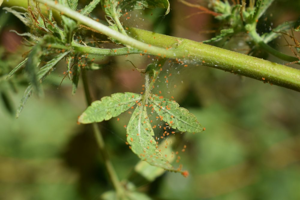 How to Get Rid of Spider Mites on Cannabis