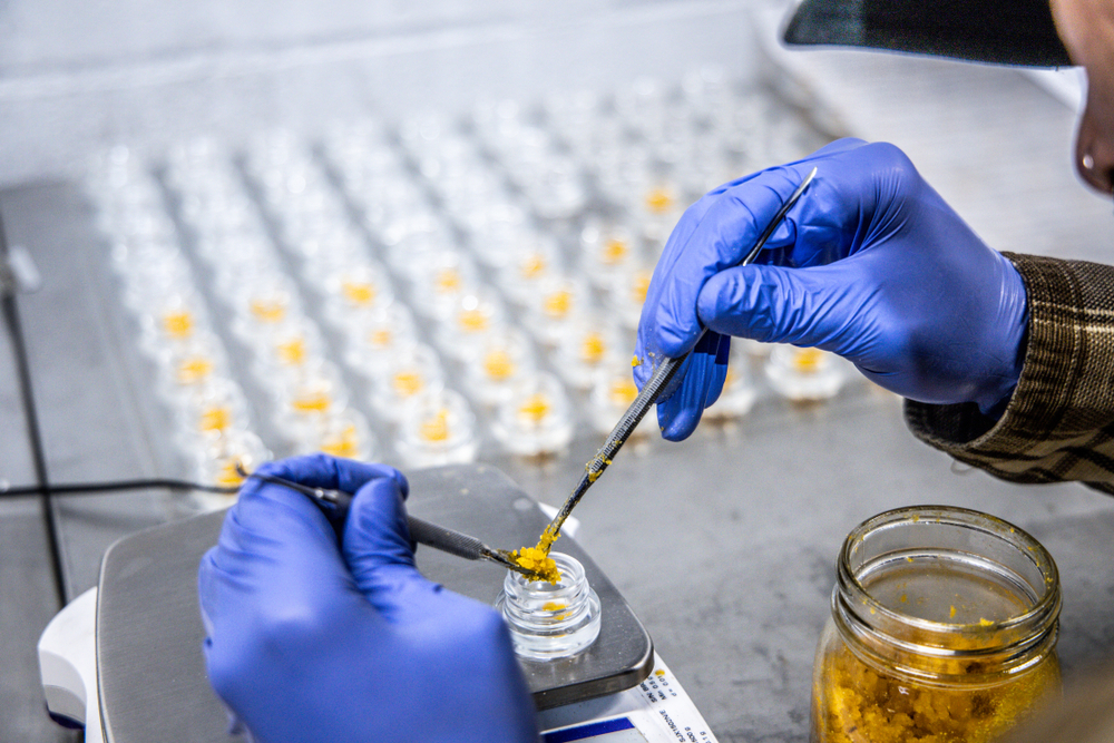 Live Resin: A Unique Type of Cannabis Concentrate