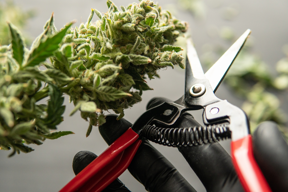 How to Trim Cannabis: a Complete Guide