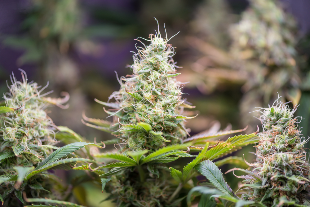 Identifying Male and Female Cannabis Plants