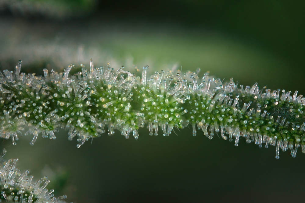 How to Know When to Harvest Cannabis