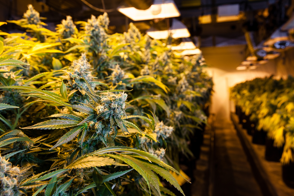 How Long Does Cannabis Stay in Your System
