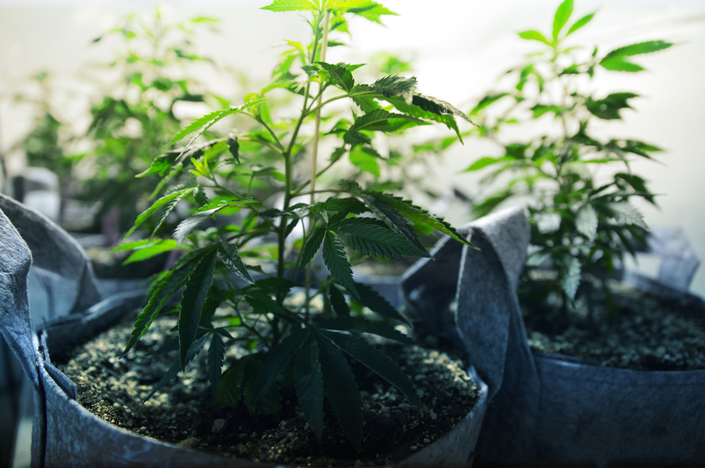How to Clone a Cannabis Plant?