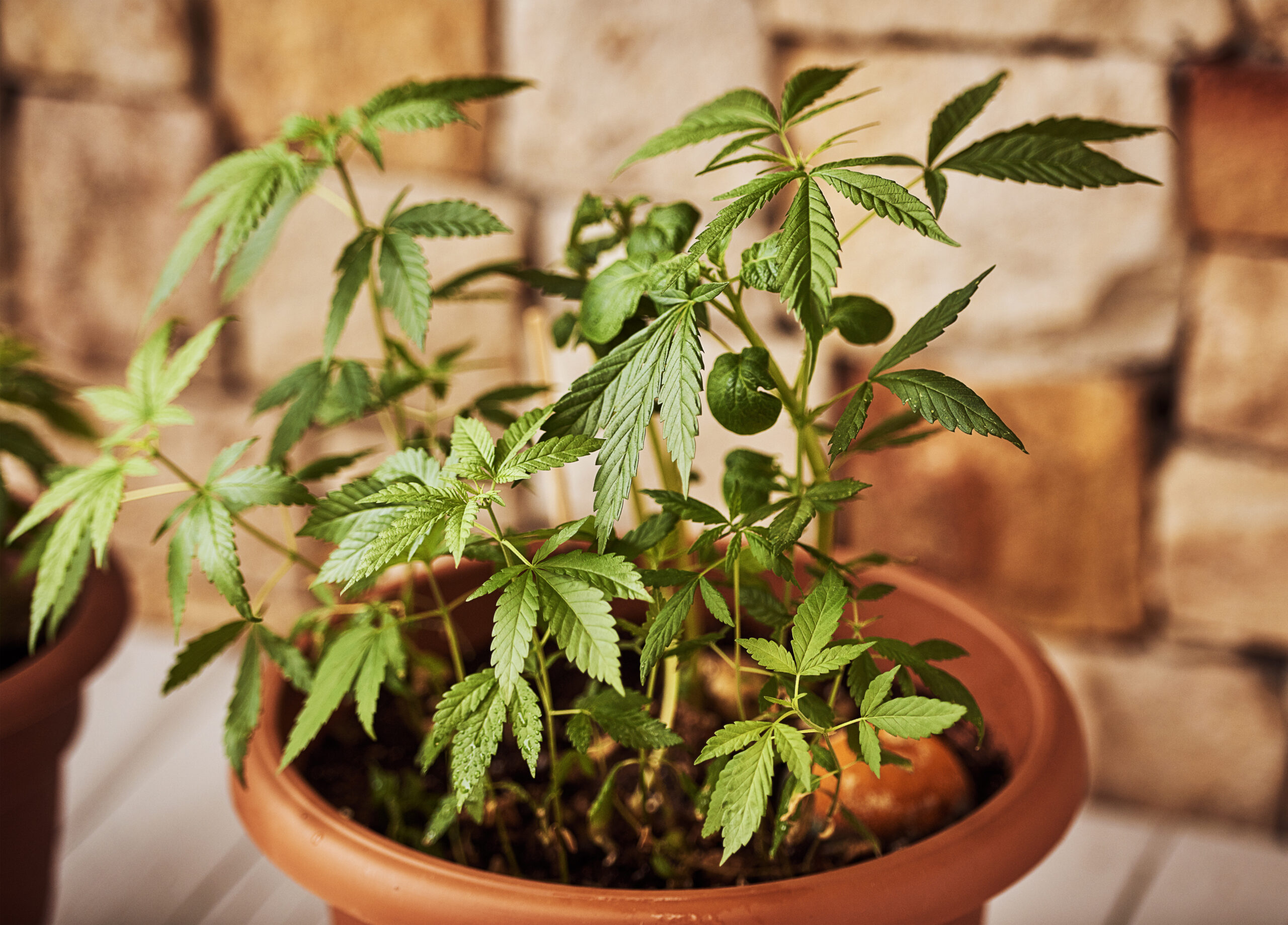 Can I Grow Cannabis at Home?